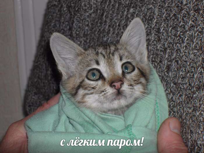Котенок в дар, фотография 3