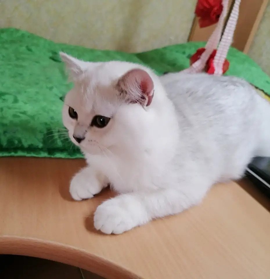 Британские серебристые котята, фотография 1