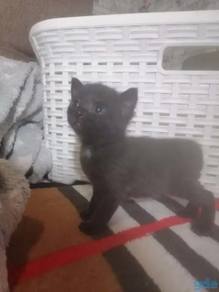 Черные котята в дар, фотография 4