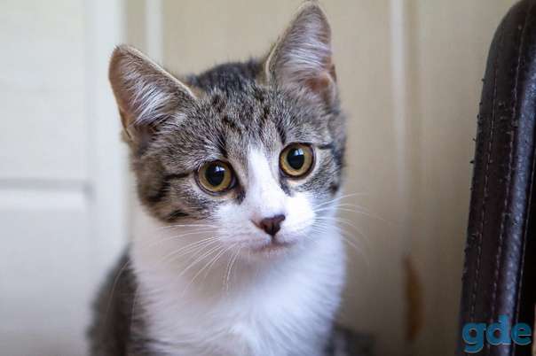 Котенок ищет дом, фотография 2