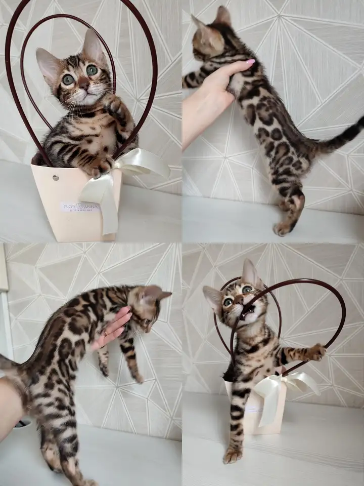 Бенгальский котенок, фотография 12