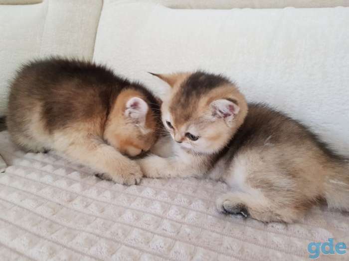Чистокровные шотландские котята, фотография 4
