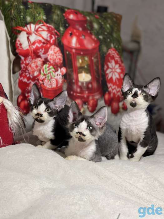 Котята девон рекса, фотография 1