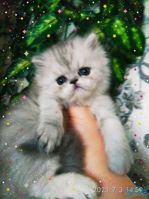 Персидские котята. Мальчики зайчики. Персы., фотография 6
