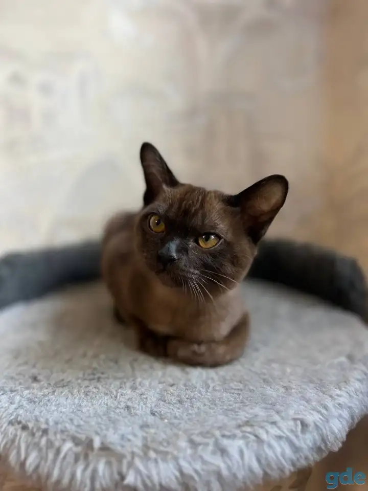 Котята европейской бурмы, фотография 9