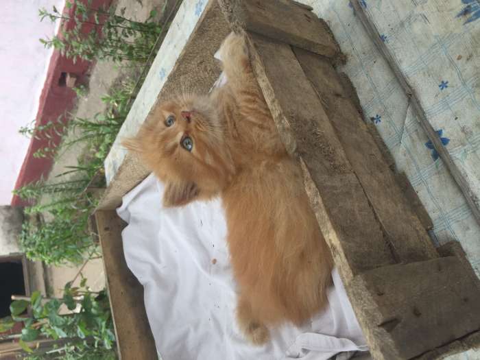 Котята, фотография 2