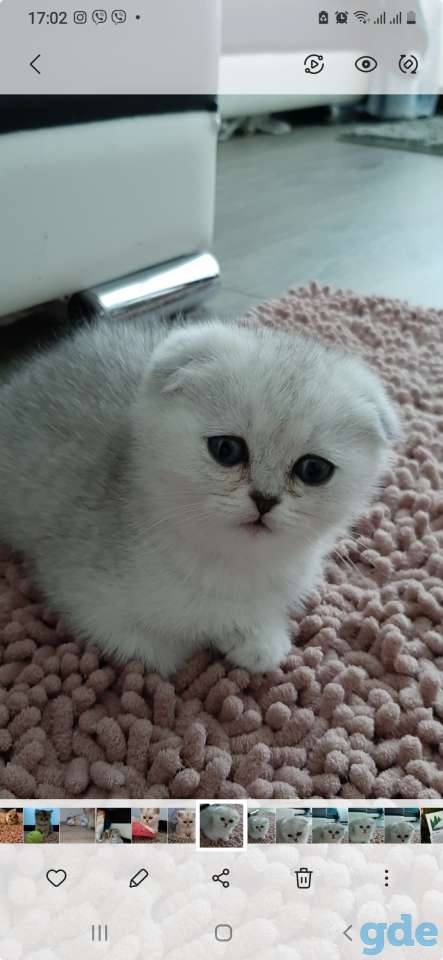 Котята, фотография 1