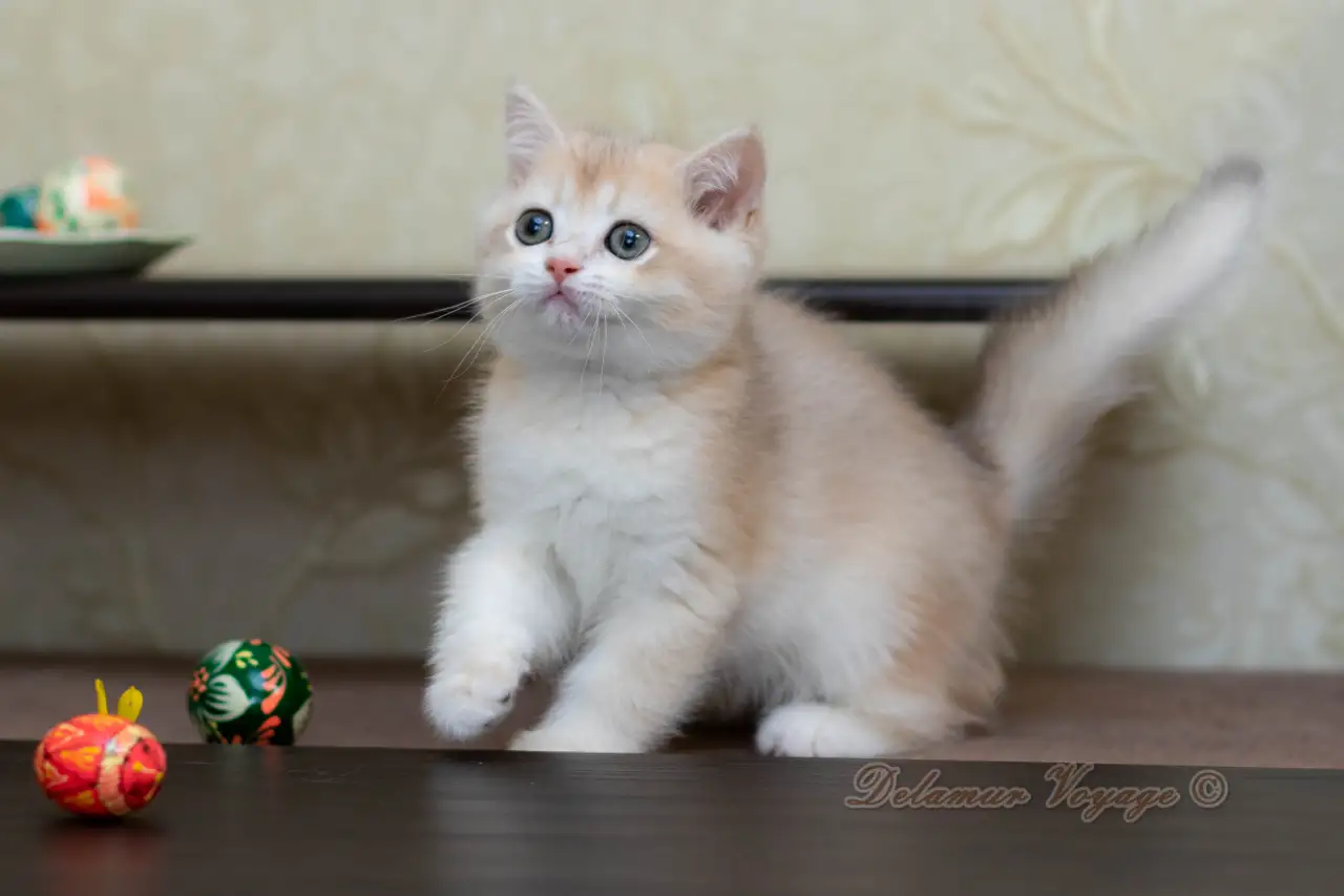 Британские котята из питомника. Мальчик Амур., фотография 1