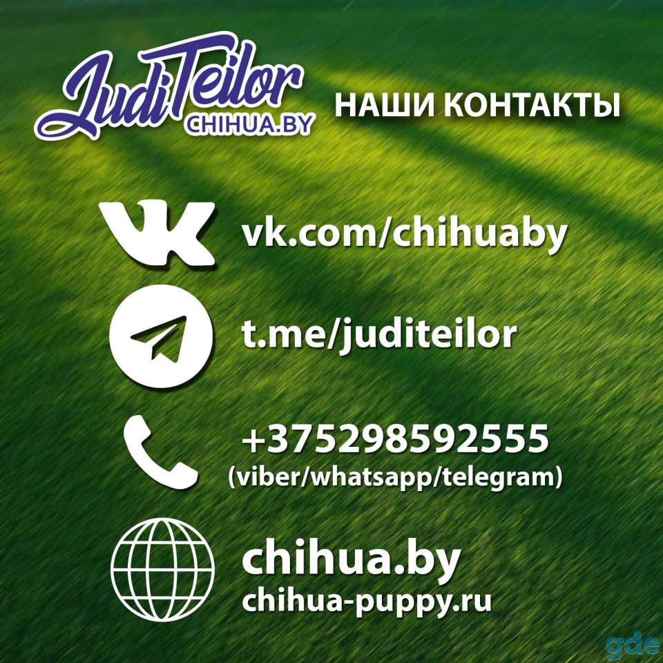 Породный питомник чихуахуа Juditeilor Fci предлагает для резервации щенков чихуахуа, фотография 7