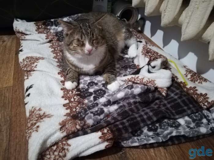 Слепая кошечка ищет дом. Не проходите мимо такой девочки., фотография 1
