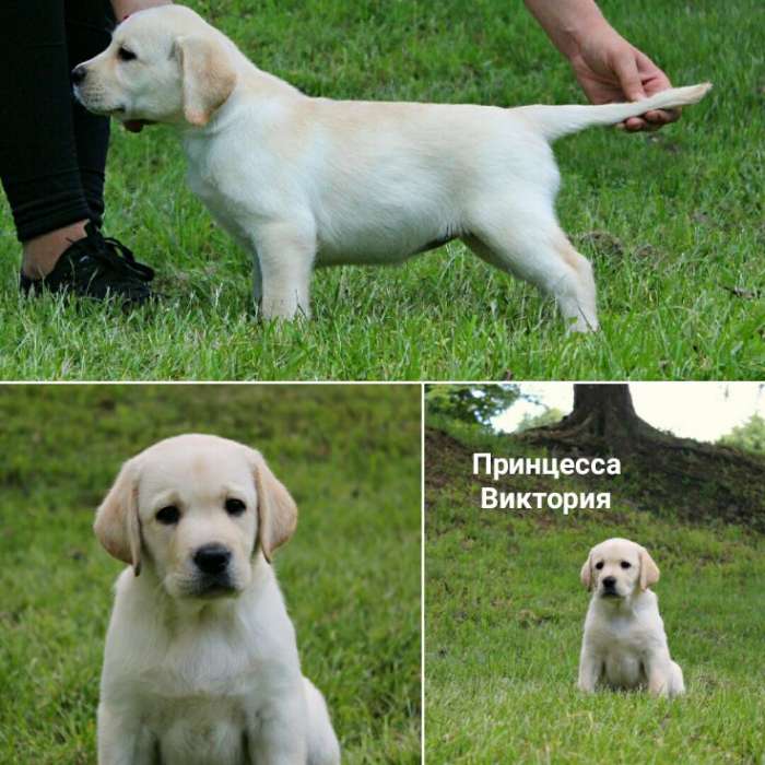 щенки лабрадора от Интерчемпиона, фотография 1
