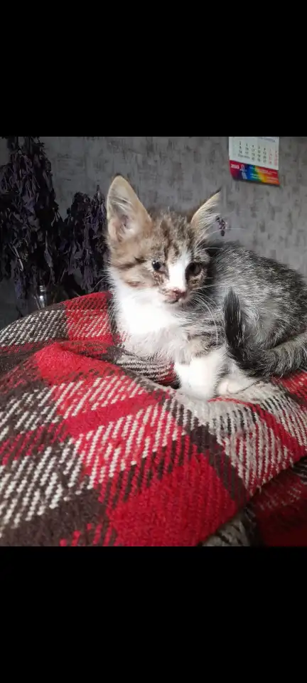 Котята в добрые руки, фотография 3