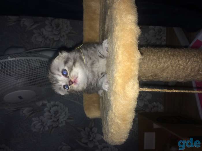 Котята, фотография 6
