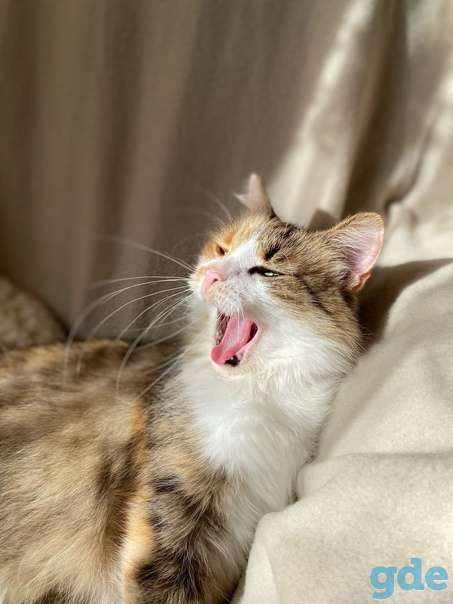 Кошечка ищет дом, фотография 3
