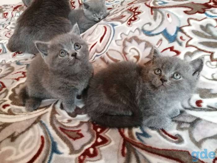 Шотландские прямоухие кошечки, фотография 1