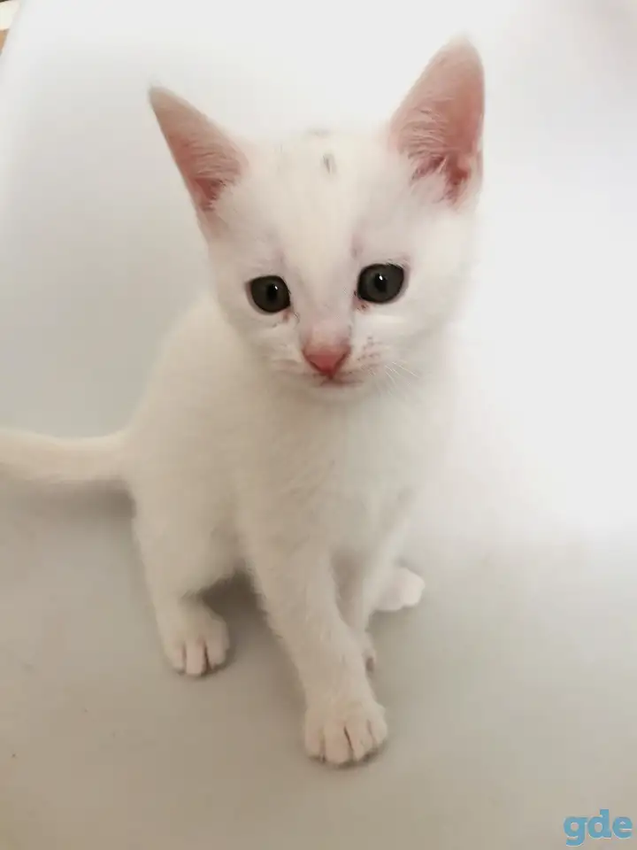 Отдам котят, кошку и кота, фотография 5