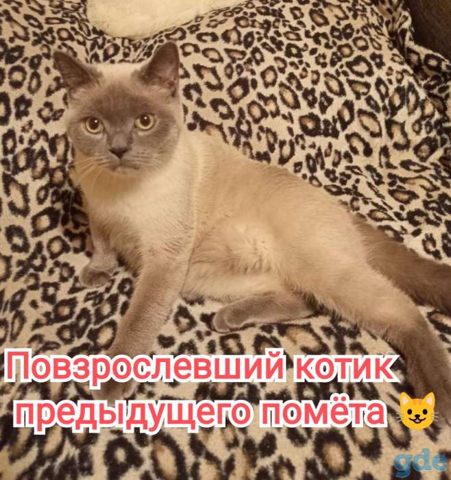 Котята шотландские, фотография 2