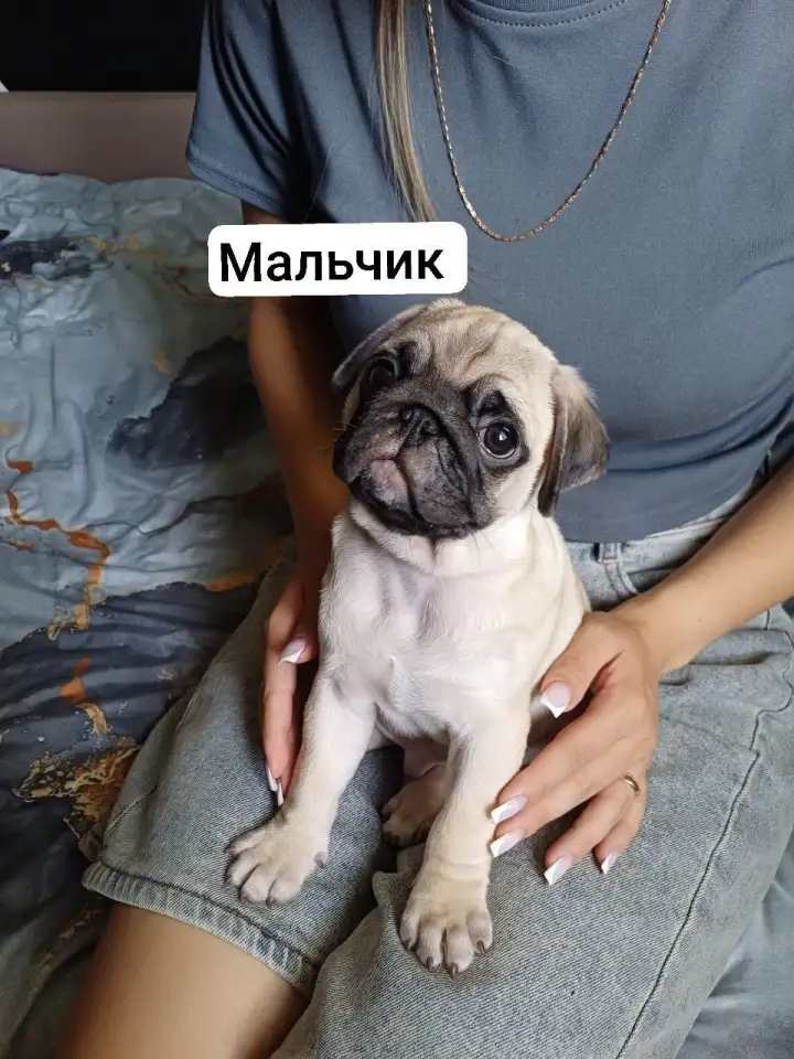 Чистокровные щенки мопса, фотография 3
