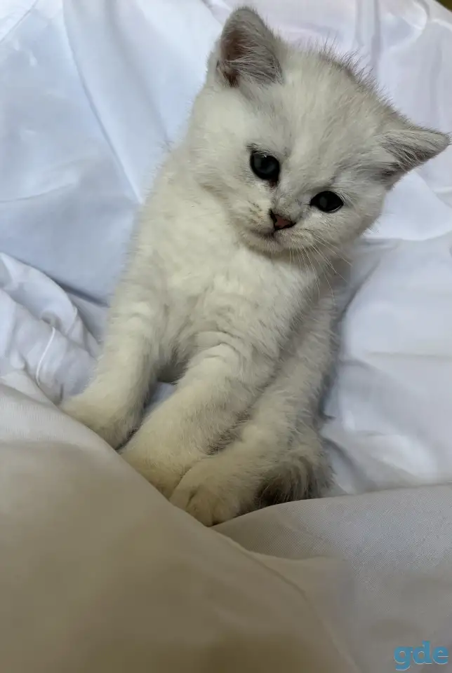 Британские котята окрас серебристая шиншилла, фотография 4
