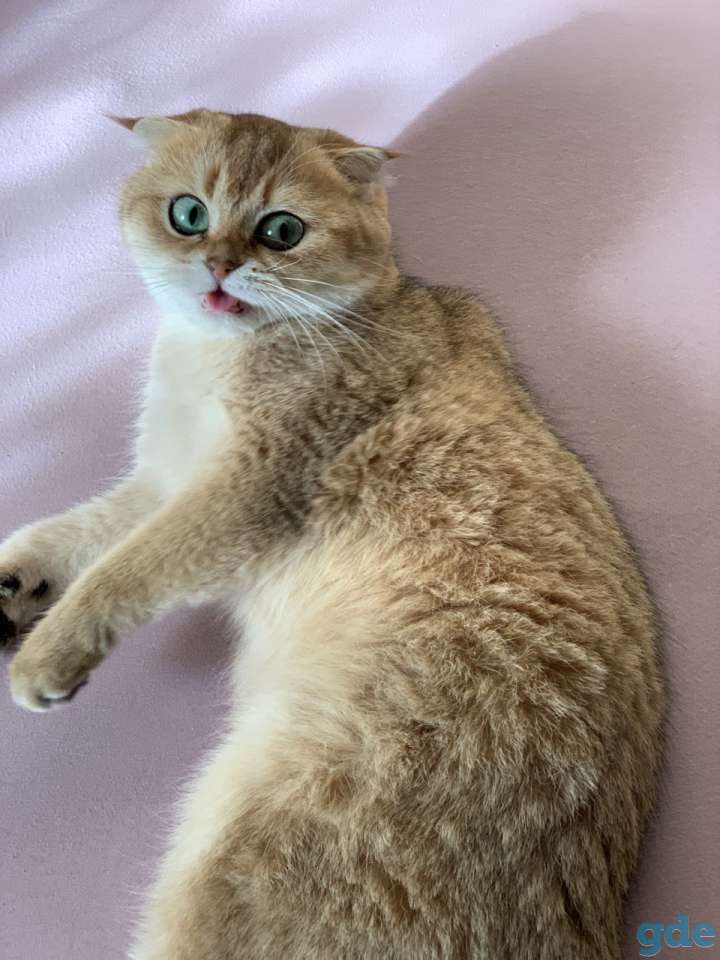 Шотландская кошечка, фотография 12