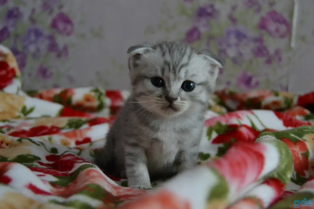 Шотландские котята, фотография 2