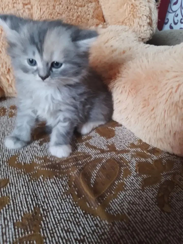 британские котята, фотография 13