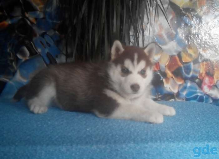 Щенки Сибирский Хаски, фотография 3