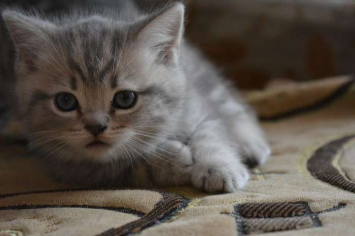 Британские котята, фотография 1