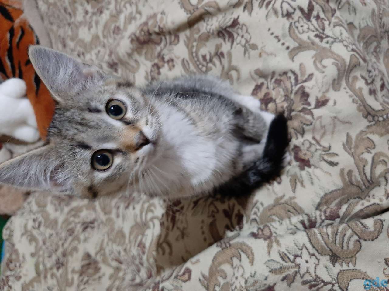 Котёнок в дар, фотография 1