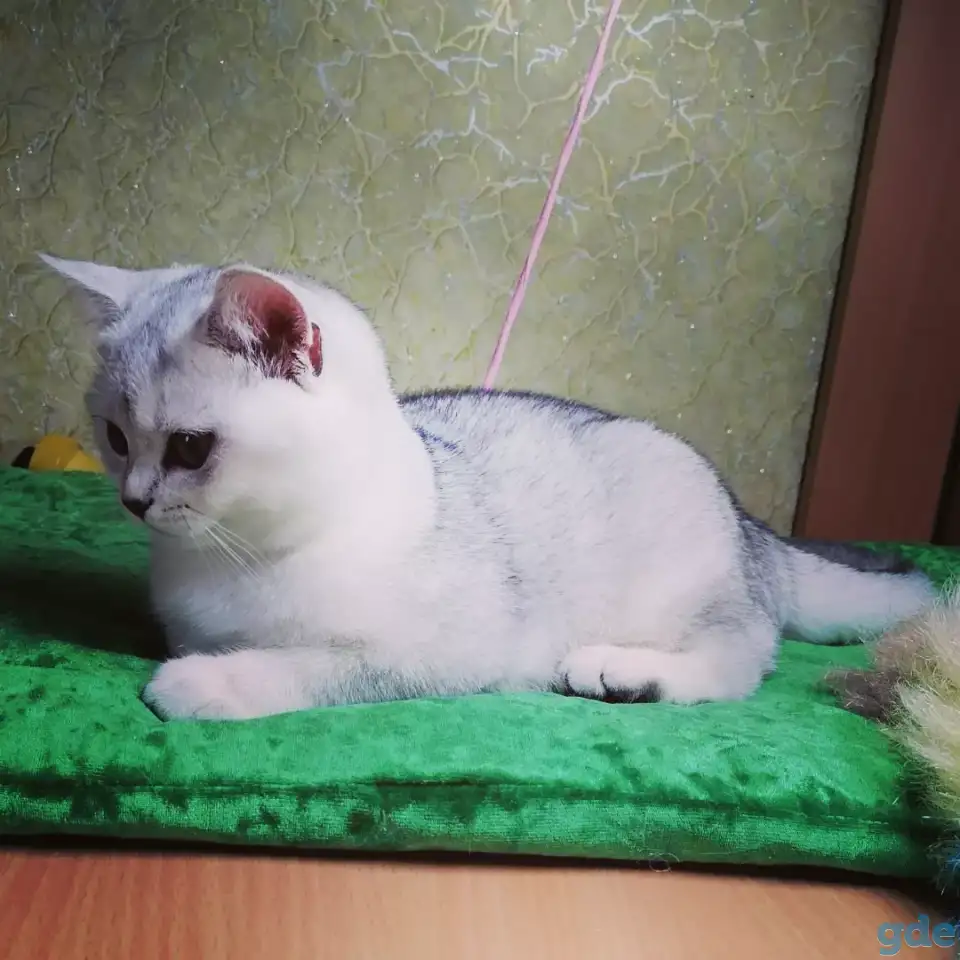 Британские котята, фотография 1