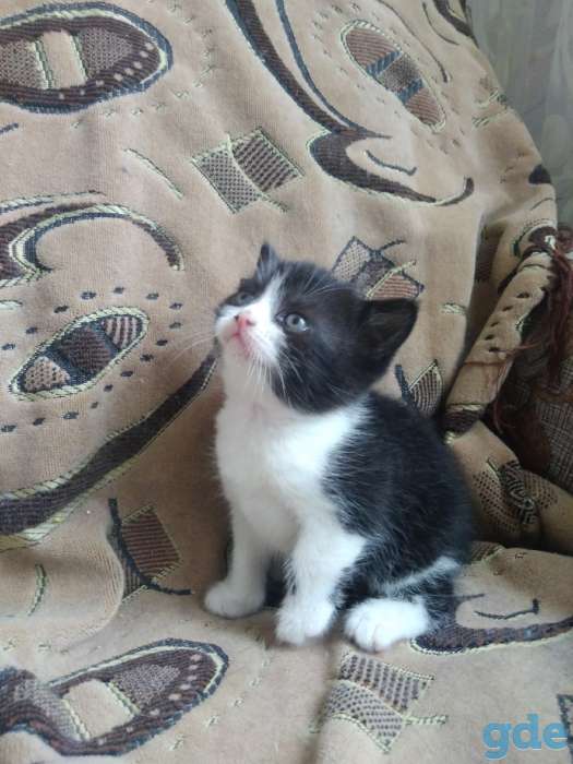 Британские котятп, фотография 3