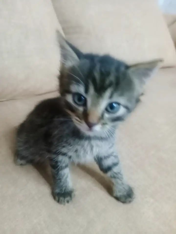 Красивая кошечка, фотография 3