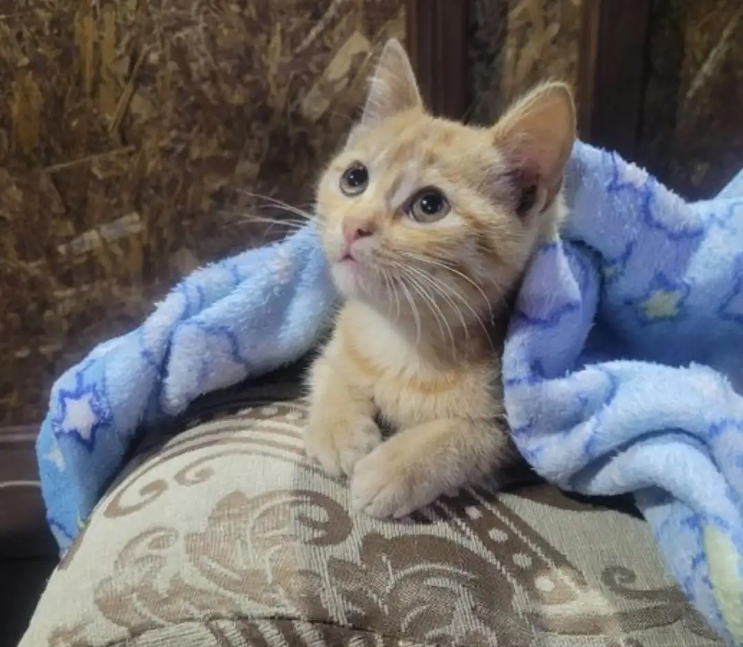 Отдам котенка в дар, фотография 1