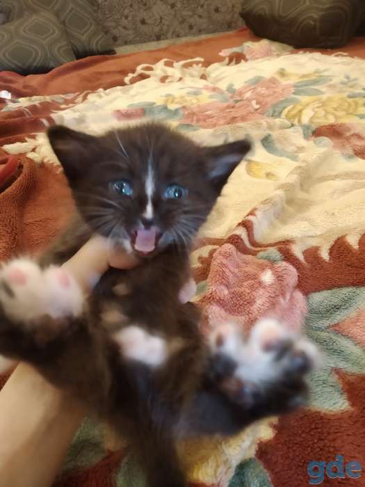 Котенок в дар, фотография 1