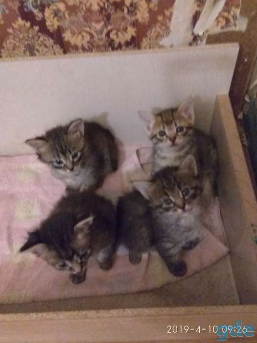 Котята в хорошие руки., фотография 1