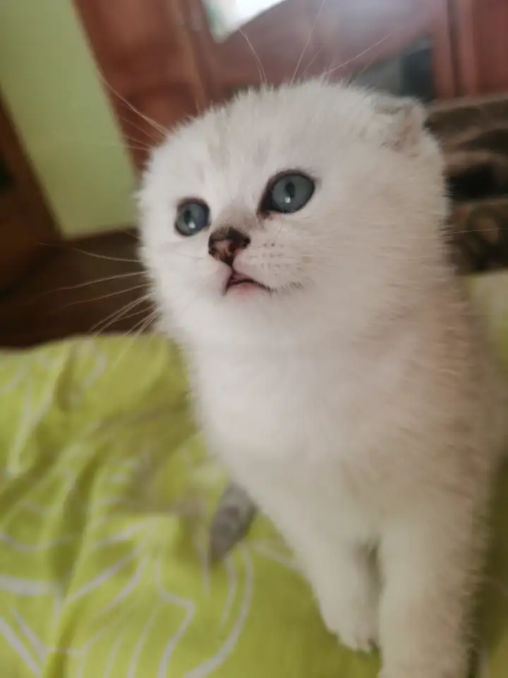 Продам котят, фотография 2