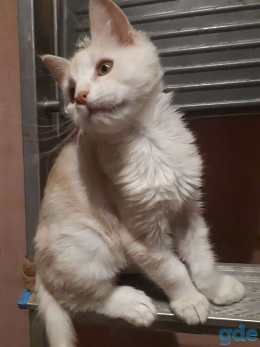 Котята Мейн КУН, фотография 8