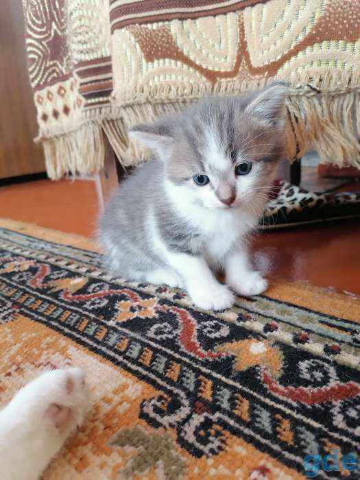 Котята, фотография 2