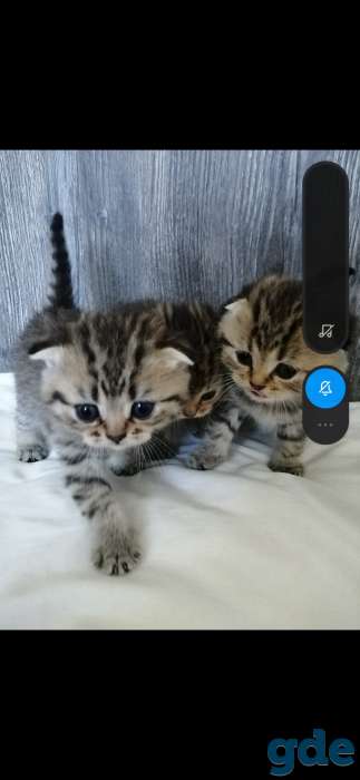 Шотландские котята, фотография 2