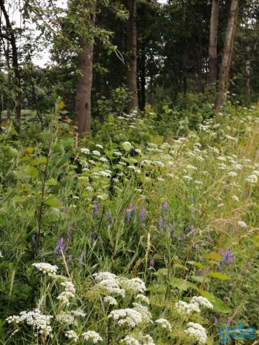 Потерялся кот в Ошмянах, район Лейлубки, в огородах. Кличка Нафаня. Домашний, чужих боится. Просьба увидевших или нашедш, фотография 1