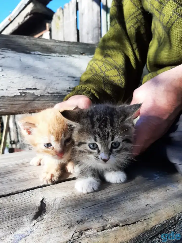 Бесплатно котята, фотография 3