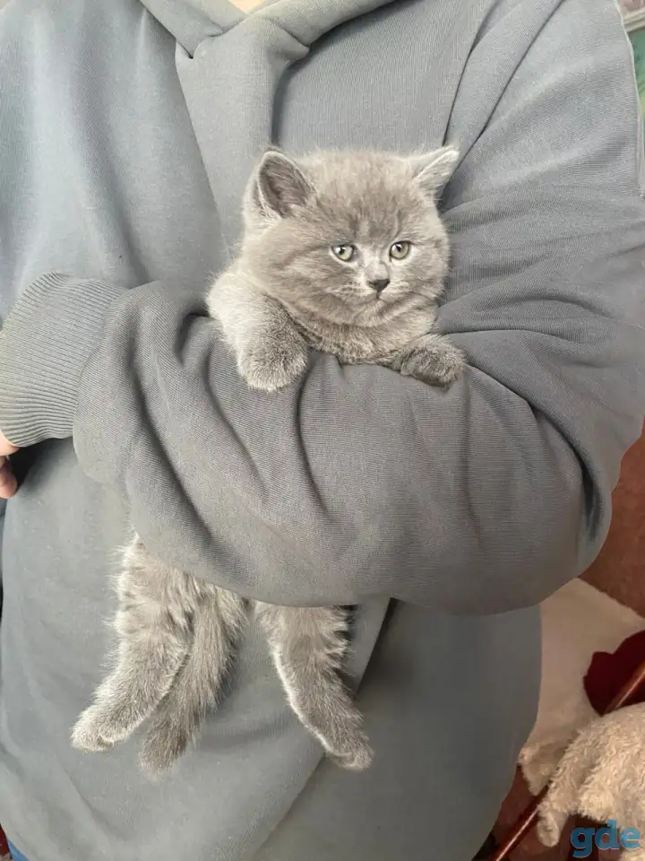 Шотландские котята, фотография 9