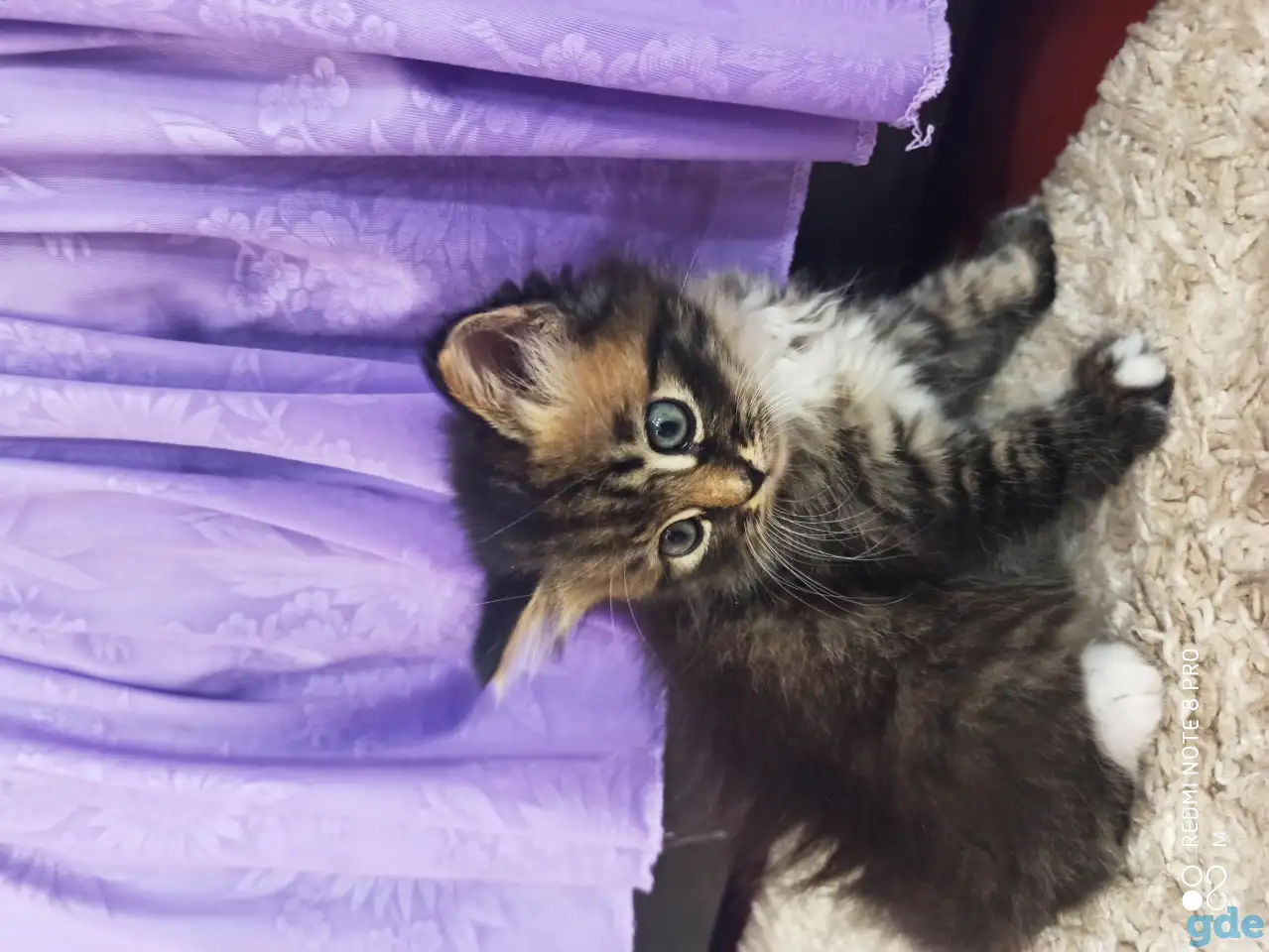 Отдам котят в добрые руки, фотография 4