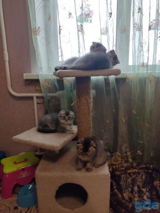 Шотландские котята, фотография 7