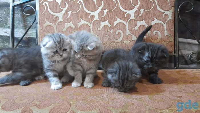 котята шотландские, фотография 9