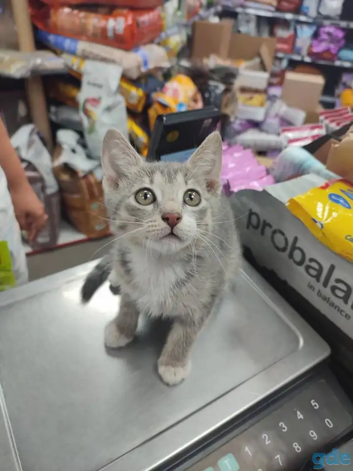 Котенок в дар, фотография 1