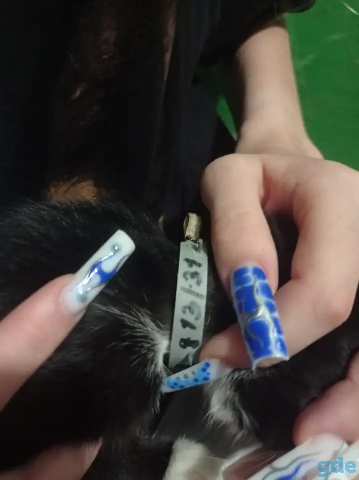 Нашли котенка, фотография 3