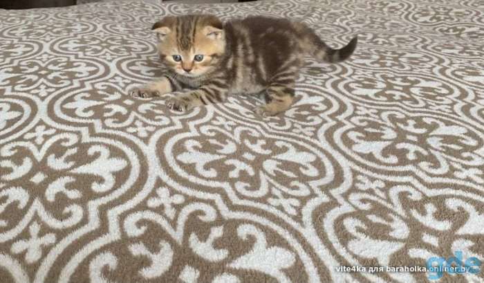 Шотландские котята, фотография 2
