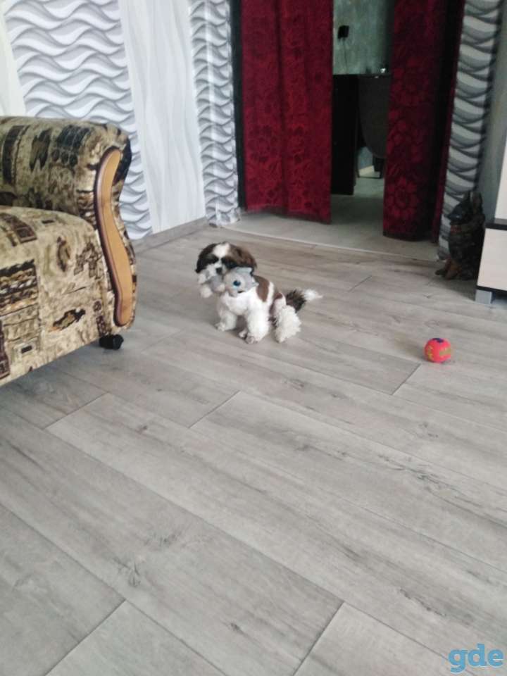 Щенок Шит цу, фотография 1