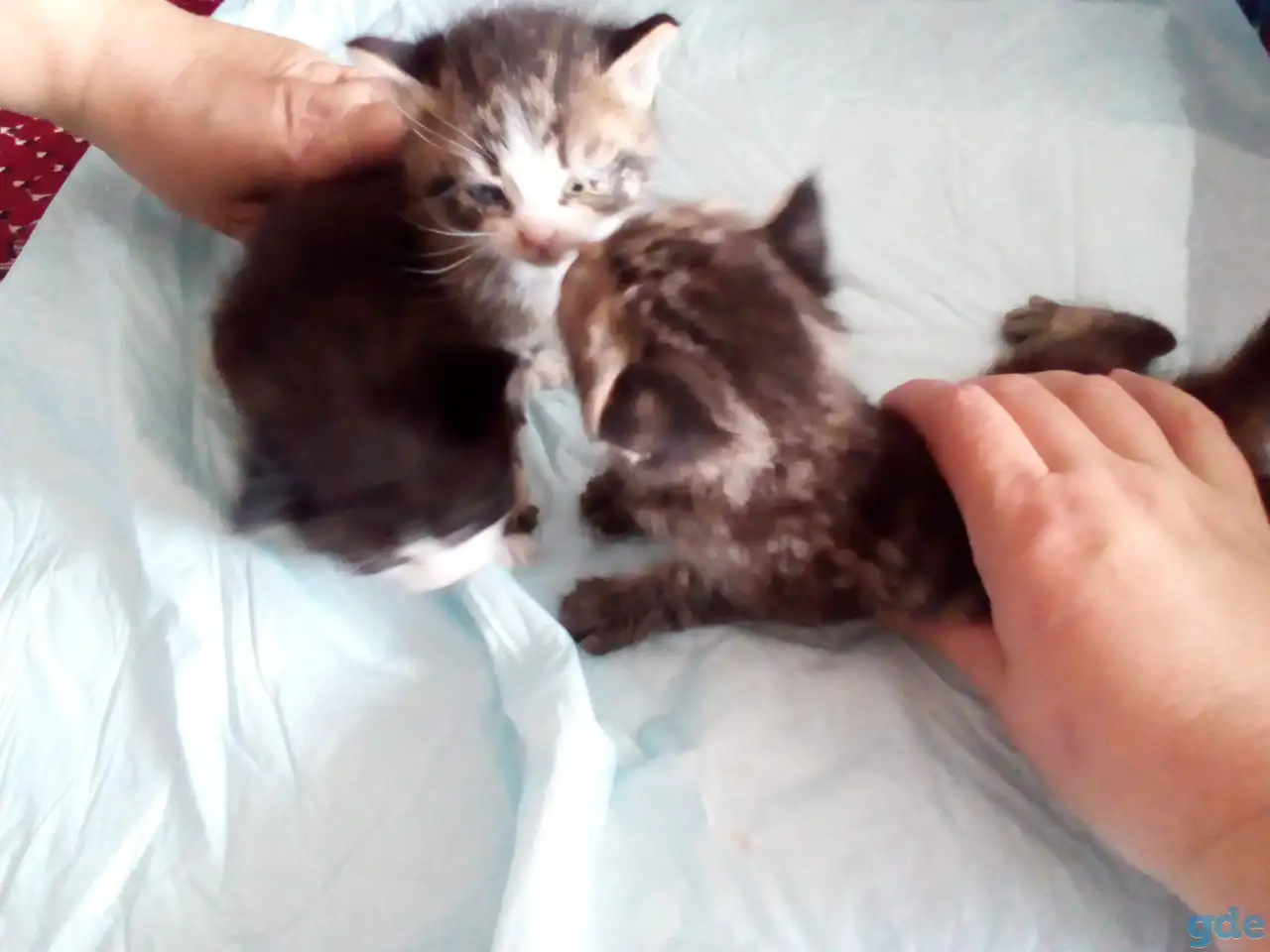 Маленькие котята ищут дом, фотография 1